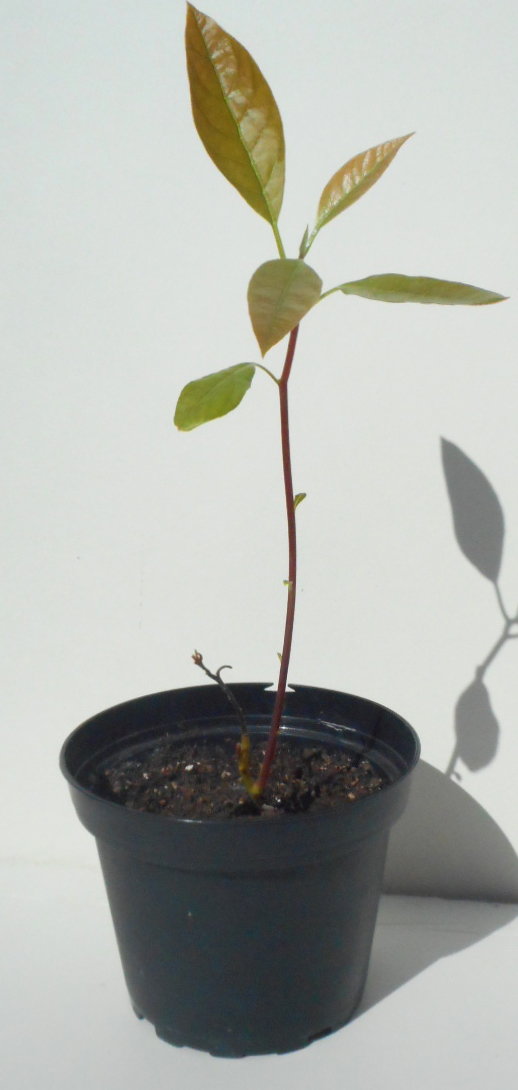 Avocado plant y days old