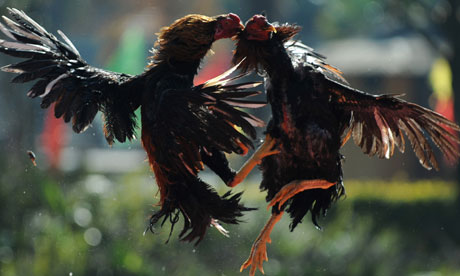 Cock fight