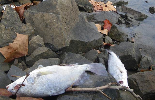 Dead fish Arkansas river mystery New Year's Eve