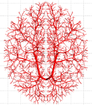 Cerebral vascular netowrk
